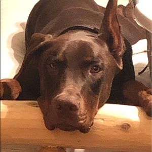 Meet your Posher, Teresa